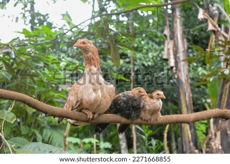 Photo of some native chickens
