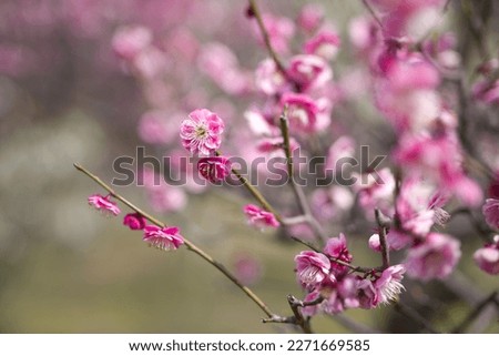 Pink plum blossoms are in bloom in the plum garden. 
Scientific name is Prunus mume.English name is Japanese apricot. Royalty-Free Stock Photo #2271669585