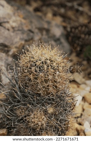 Closeup of a beautiful green cactus plant growing in the desert garden.