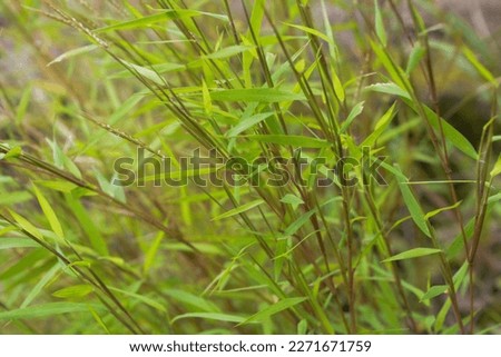 Photos of wild plants around the house, weeds