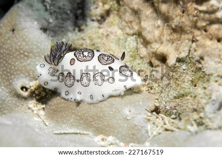 Sea Slug _ Jorunna funebris