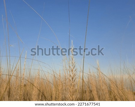 Kans grass (Saccharum spontaneum) It is a perennial grass, growing up to three meters in height, with spreading rhizomatous roots.