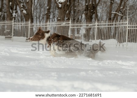 Border Collie runs through the snow for a disc. Border Collie and Frisbee. Lilac dog color. Dog and fluffy snow.