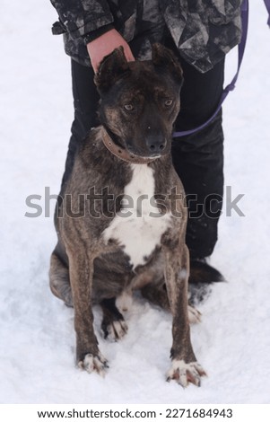staffordshire terrier full body photo on leash with human legs 