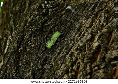 green caterpillar on tree trunk with moss,  poisonous caterpillar, green caterpillar
