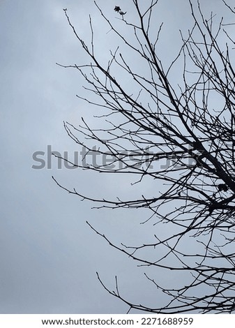 Photo of a tree and background is the sky