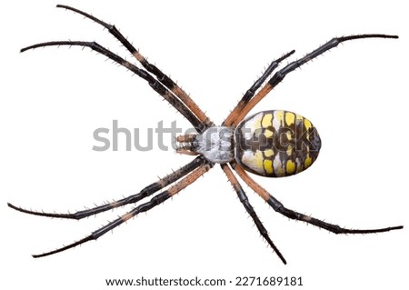 Yellow and black garden spider (Argiope aurantia) isolated on white background. Royalty-Free Stock Photo #2271689181