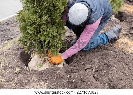 Gardener planting thuja young tree with a clod of soil with roots and dirt in the garden. Royalty-Free Stock Photo #2271690827
