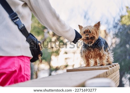 Woman training her yorkshire terrier dog Royalty-Free Stock Photo #2271693277