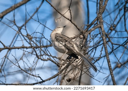 mockingbird sitting on branch in front of blue sky