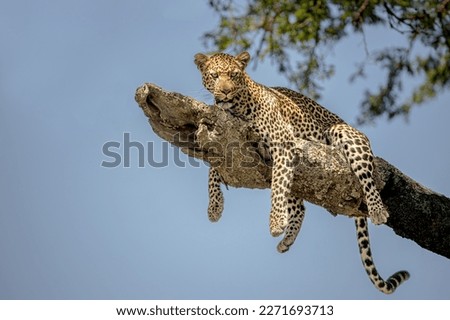 Hanging low - Leopard on a tree in the Serengeti, Tanzania Royalty-Free Stock Photo #2271693713