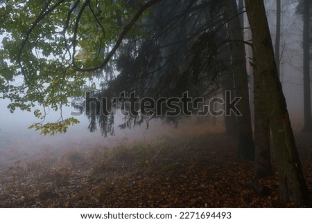 Carpathian forest in the fog, Slovakia