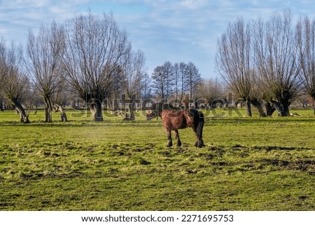 Grazing horses in the early spring. Land of Zuława - areas produced by the accumulation of river material in Delta rivers around Elblag, Poland