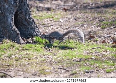 Grey squirrel running toward tree