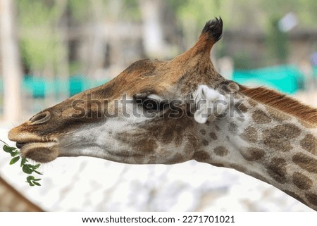 Close up View of the Giraffe Head Eating Grass in Thailand