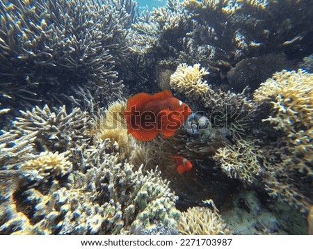 Close up of a Maroon clownfish in the middle of a coral reef.