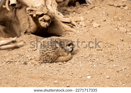 meerkat in a zoo in the canary islands