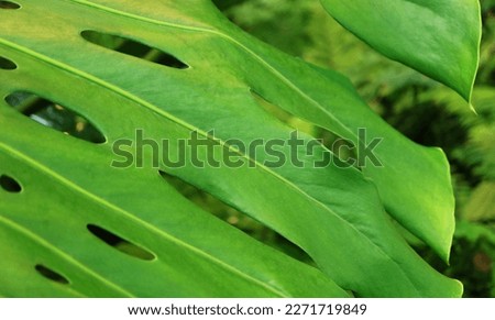 Artistic Vibrant Green Leaf of Monstera Plant or Swiss Cheese Plant