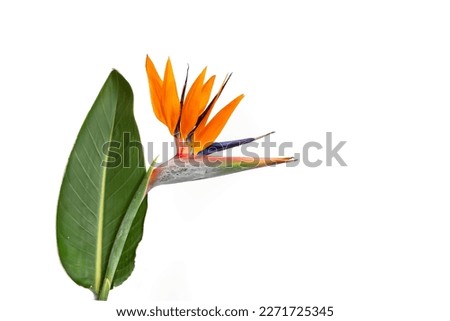 Strelitzia reginae flower or  bird of paradise flower with a leaf, isolated on white background
 Royalty-Free Stock Photo #2271725345