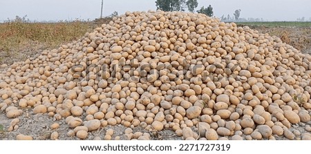 Pictures of beautiful potatoes in village land