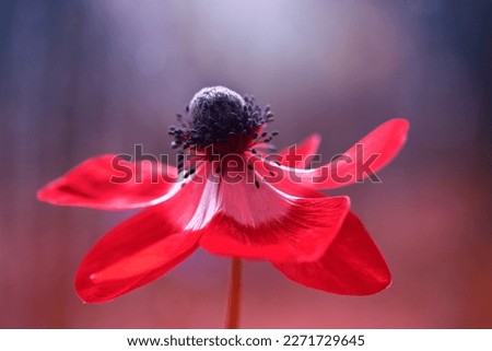Japanese anemones. Summer anemones. White anemones. Summer gardens with blooming flowers. Artistic photos of flowers. Fresh flowers. Floral background.