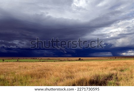 Stormy clouds with rain shower over the savannah in the wet season at Masai Mara, Kenya, Africa