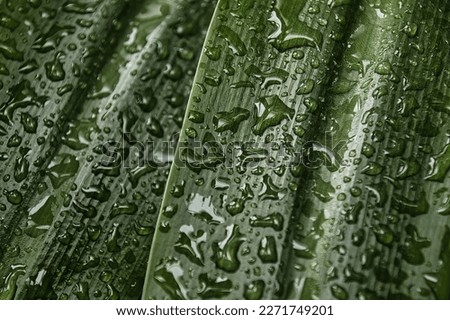 many raindrops on the leaf