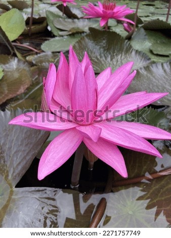 Nymphaea Rubra ( Red Indian Water Lily ) night blooming lotus and flowers smelling good. Become blooming lotus flower.