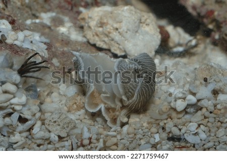 Armina sea animal closeup in an aquarium