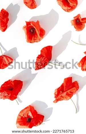 Creative composition made of beautiful poppy flowers on white background. Nature concept. Summer floral pattern.