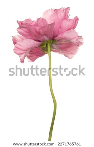 Studio Shot of Pink Colored Peony Flower Isolated on White Background. Large Depth of Field (DOF). Macro. Close-up.