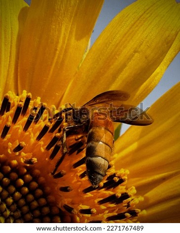 Garden of Bangladesh sunflower picture