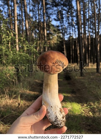 The picture of the mushroom in the autumn forest. Green trees and grass