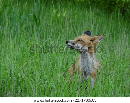An adult red fox, with only head and neck visible, is standing in tall grass sniffing the air in spring evening