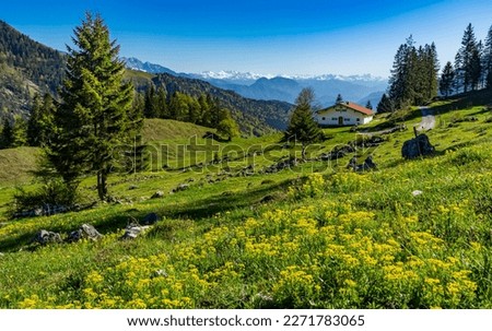 Holidays in Bavaria: perfect, idyllic landscape in the Chiemgau below Feichteck, Hochries with blooming meadows and snow-capped mountains