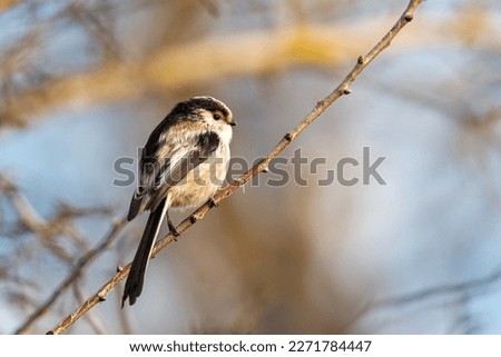 long tailed tit in natural habitat aegithalos caudatus. Songbird. Royalty-Free Stock Photo #2271784447