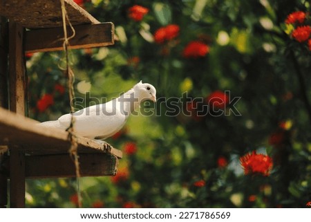 A White Beautiful Bird HD 