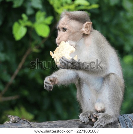 Kerala forest monkey eating sweet bread scenic view