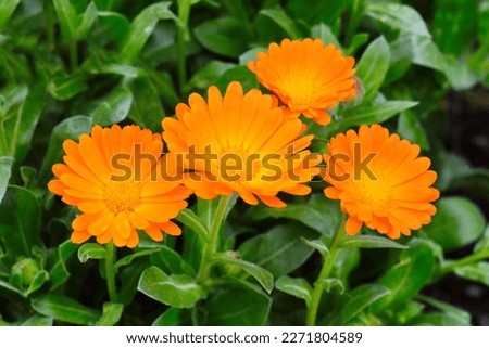 Bright flowers of calendula (Calendula officinalis), growing in the garden. Royalty-Free Stock Photo #2271804589