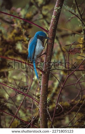 Washington Scrub Jay hiding behind a branch in the forest