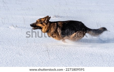 A German Shepherd dog running playing in the snow. Royalty-Free Stock Photo #2271809591