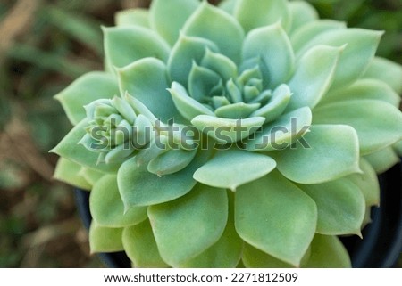Succulent rosette with green leaves, close-up. Large echeveria for publication, poster, calendar, post, screensaver, wallpaper, postcard, banner, cover, website. High quality photography
