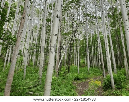 beautiful Grove of aspen trees Royalty-Free Stock Photo #2271814933