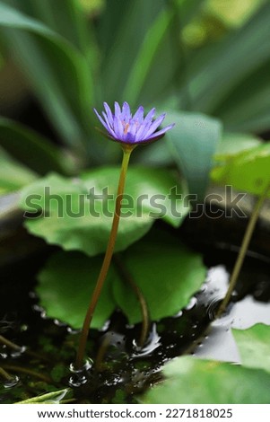 Blooming purple lotus flower on small pond with green leaves background