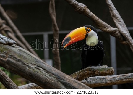 A tropical toucan, ramphastidae, in a zoo