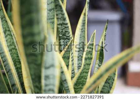 Aloe vera leaf close up photo with no editing
