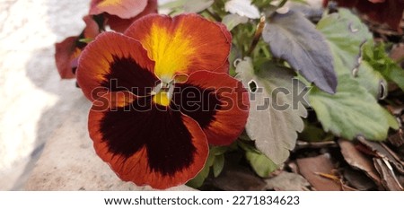 Lucky giant pansy flower that must have been planted naturally because it came out of its planter 