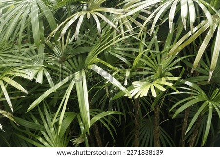 close up of greeny palm leaves