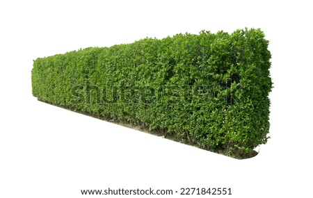 Tropical plant flower bush shrub tree oblique angle isolated on white background with clipping path	
 Royalty-Free Stock Photo #2271842551