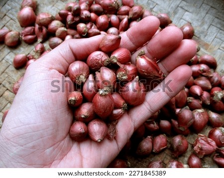 Handful of red onion held by human hand
